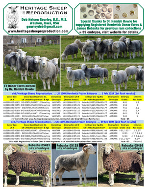 Herdwick 100% UK Embryos from Donor Ewes & Rams - in UK/AI Centre for early 2024 import