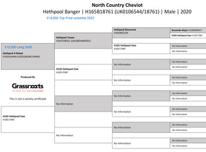 North Country Cheviot "Hethpool Banger" H165B18761 (UK0106544-18761) - in UK/AI Centre for early 2024 import