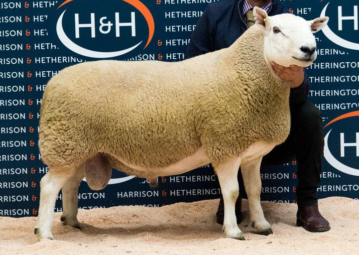 North Country Cheviot "Hethpool Banger" H165B18761 (UK0106544-18761) - in UK/AI Centre for early 2024 import