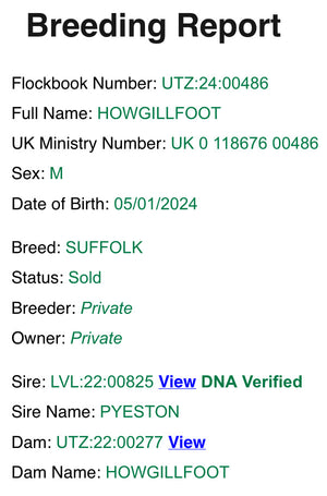 Suffolk "Howgillfoot Commander" UTZ:24:00486 (UK0118676-00486) - semen collected & ready for Summer 2026 importation