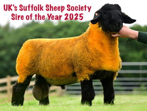 Suffolk "Howgillfoot Commander" UTZ:24:00486 (UK0118676-00486) - semen collected & ready for Summer 2026 importation