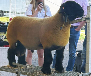 Suffolk "Howgillfoot Commander" UTZ:24:00486 (UK0118676-00486) - semen collected & ready for Summer 2026 importation