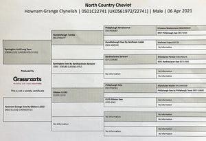 North Country Cheviot "Hownam Grange Clynelish" 0501C22741 (UK0561972-22741) - in UK/AI Centre for early 2024 import