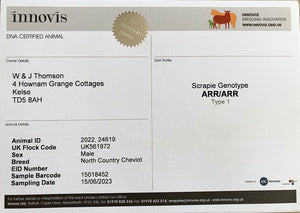 North Country Cheviot "Hownam Grange Dignity" 0501D24619 (UK0561972-24619) - in UK/AI Centre for early 2024 import