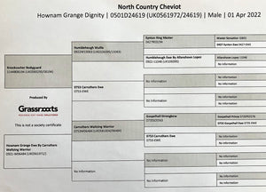 North Country Cheviot "Hownam Grange Dignity" 0501D24619 (UK0561972-24619) - in UK/AI Centre for early 2024 import