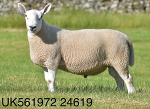 North Country Cheviot "Hownam Grange Dignity" 0501D24619 (UK0561972-24619) - in UK/AI Centre for early 2024 import
