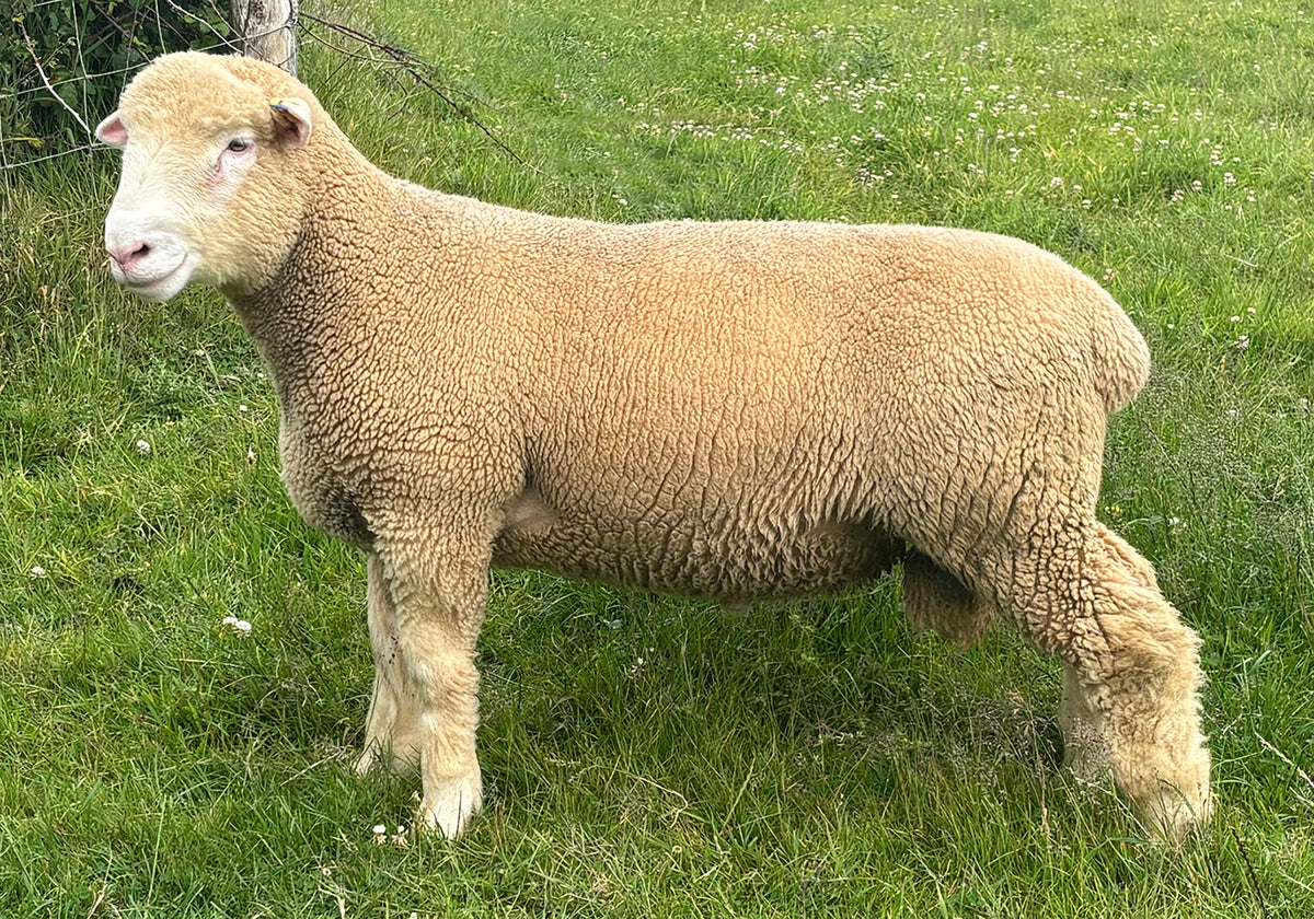 Dorset (Polled) "Huish A26:H27062" (UK0364432-27062) - in UK/AI Centre semen collection for late Fall 2025 importation
