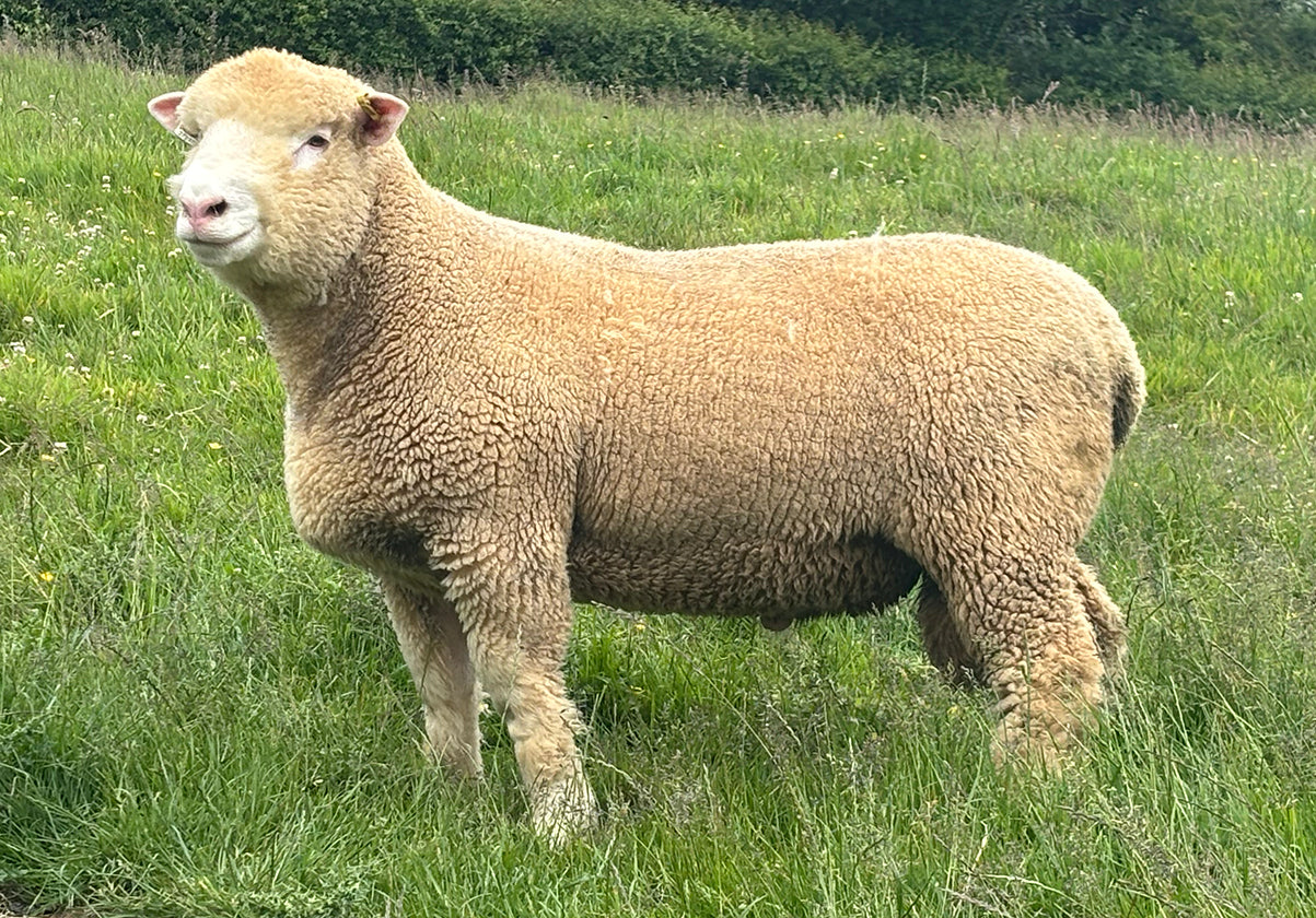 Dorset (Polled) "Huish A26:H27237" (UK0364432-27237) - in UK/AI Centre semen collection for late Fall 2025 importation
