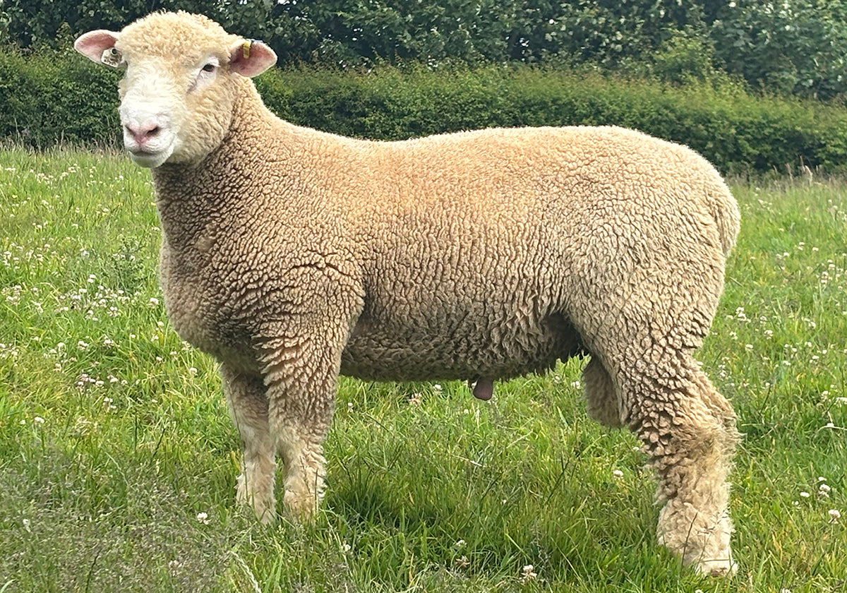 Dorset (Polled) "Huish A26:H27397" (UK0364432-27397) - in UK/AI Centre semen collection for late Fall 2025 importation