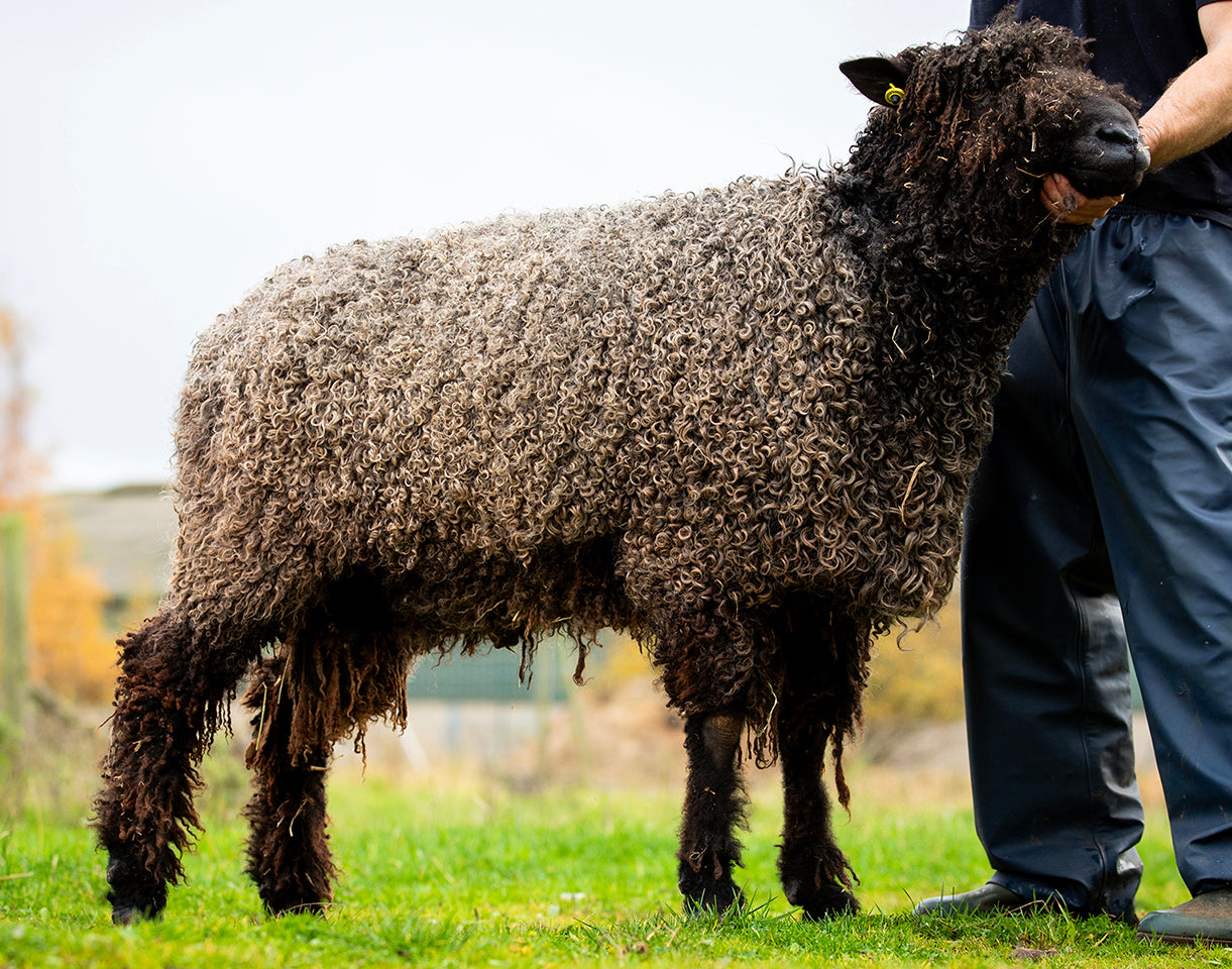Wensleydale (black) “West End Jack of Spades II" 7899B” (UK0107504-01348) - semen collected & ready for Spring 2026 importation