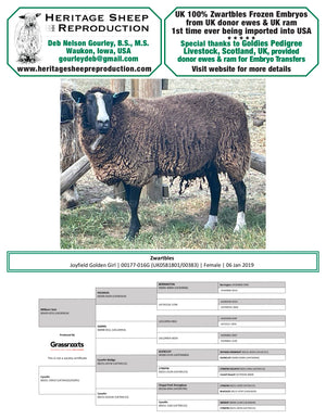Zwartbles 100% UK Embryos from Donor Ewes & Rams - Tank #6 - Embryos Imported into USA - SOLD OUT
