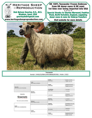 Teeswater 100% UK Embryos from Donor Ewes & Rams, price/embryo includes import into USA - in UK/AI Centre for Fall 2023 import