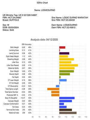 Suffolk Logie Durno HCT:24:54667 (UK0521509-54667) - in UK/AI Centre semen collection for Spring 2026 importation