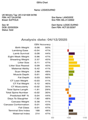 Suffolk Logie Durno HCT:24:54785 (UK0521509-54785) - in UK/AI Centre semen collection for Spring 2026 importation