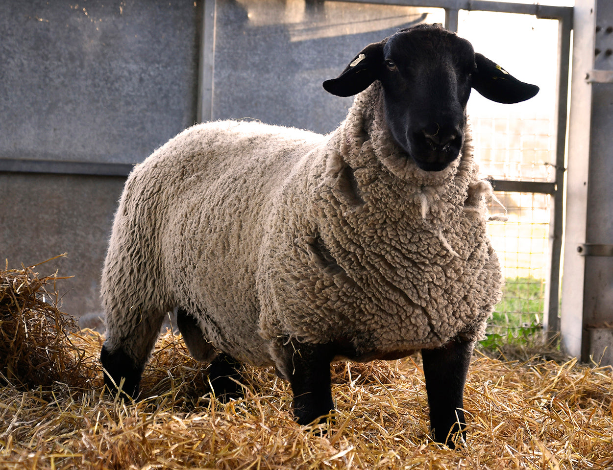 Suffolk Logie Durno HCT:24:54667 (UK0521509-54667) - in UK/AI Centre semen collection for Spring 2026 importation