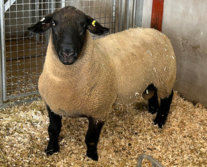 Suffolk Logie Durno (UK0521509-54667) - waiting for Signet data upload - in UK/AI Centre semen collection for Spring 2026 importation