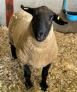 Suffolk Logie Durno (UK0521509-54667) - waiting for Signet data upload - in UK/AI Centre semen collection for Spring 2026 importation