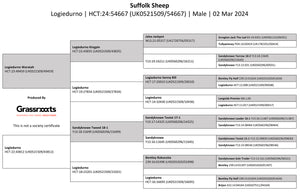 Suffolk Logie Durno HCT:24:54667 (UK0521509-54667) - in UK/AI Centre semen collection for Spring 2026 importation