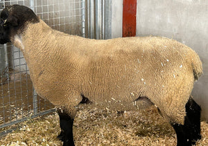 Suffolk Logie Durno (UK0521509-54667) - waiting for Signet data upload - in UK/AI Centre semen collection for Spring 2026 importation