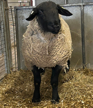 Suffolk Logie Durno HCT:24:54785 (UK0521509-54785) - semen collected & ready for Summer 2026 importation
