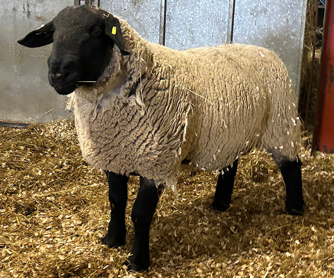 Suffolk Logie Durno HCT:24:54785 (UK0521509-54785) - Updated 3 March 2026 - semen collected & ready for Summer 2026 importation