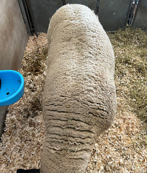 Suffolk Logie Durno (UK0521509-54785) - waiting for Signet data upload - in UK/AI Centre semen collection for Spring 2026 importation