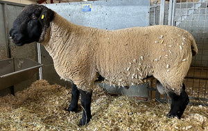 Suffolk Logie Durno (UK0521509-54785) - waiting for Signet data upload - in UK/AI Centre semen collection for Spring 2026 importation