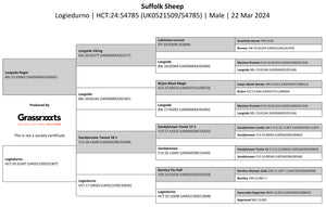 Suffolk Logie Durno HCT:24:54785 (UK0521509-54785) - in UK/AI Centre semen collection for Spring 2026 importation
