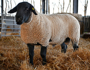 Suffolk Logie Durno HCT:24:54785 (UK0521509-54785) - in UK/AI Centre semen collection for Spring 2026 importation