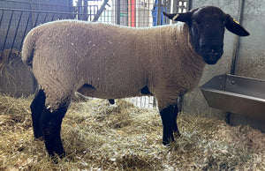 Suffolk Logie Durno (UK0521509-54785) - waiting for Signet data upload - in UK/AI Centre semen collection for Spring 2026 importation