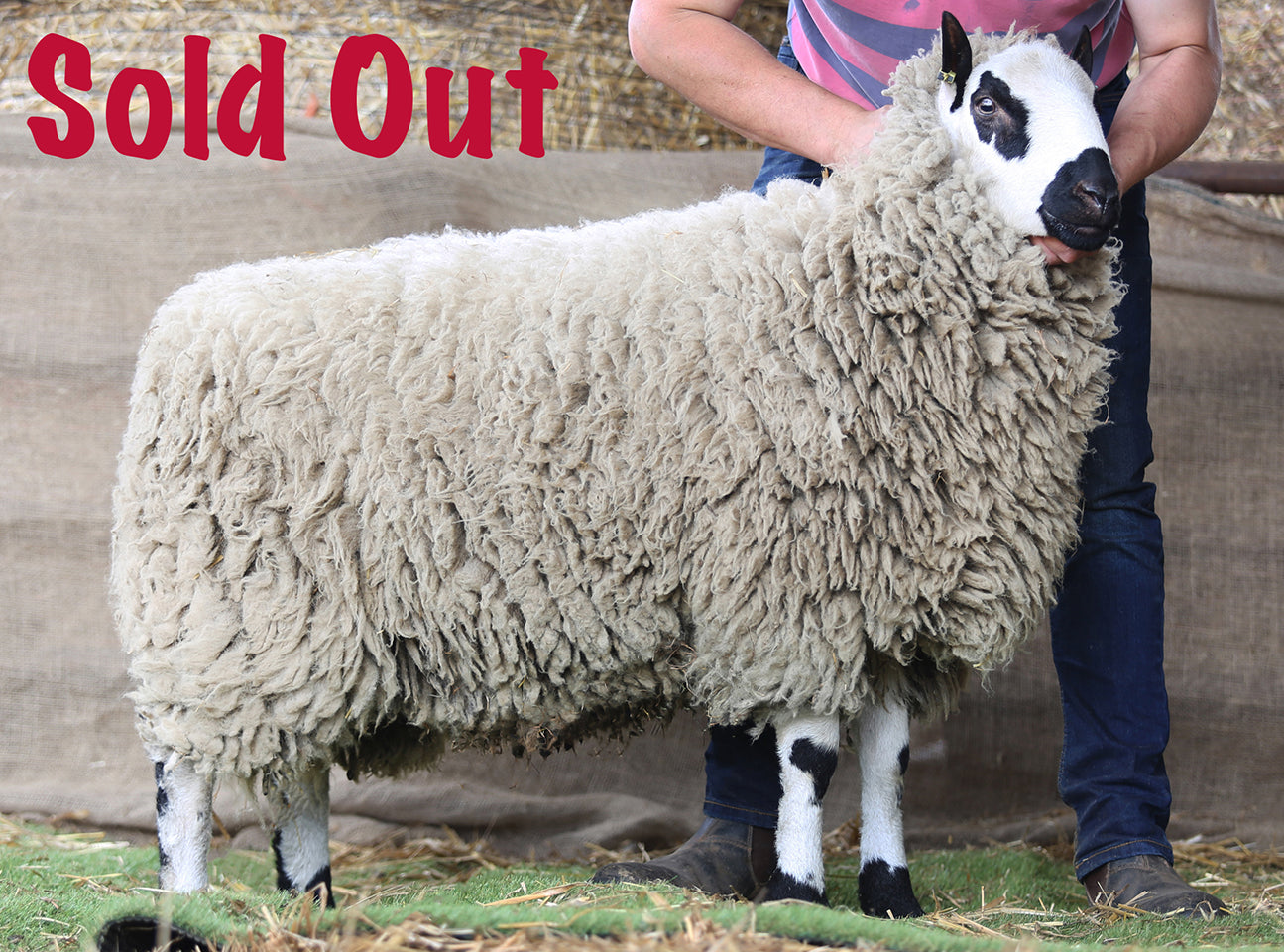 Kerry Hill "Marlbrook 42589" (UK0315021-02495) - Tank #3 - Semen Imported into USA