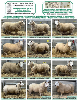 North Country Cheviot 100% UK Embryos from Donor Ewes & Rams - in UK/AI Centre for early 2024 import