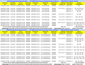 North Country Cheviot 100% UK Embryos from Donor Ewes & Rams - in UK/AI Centre for early 2024 import