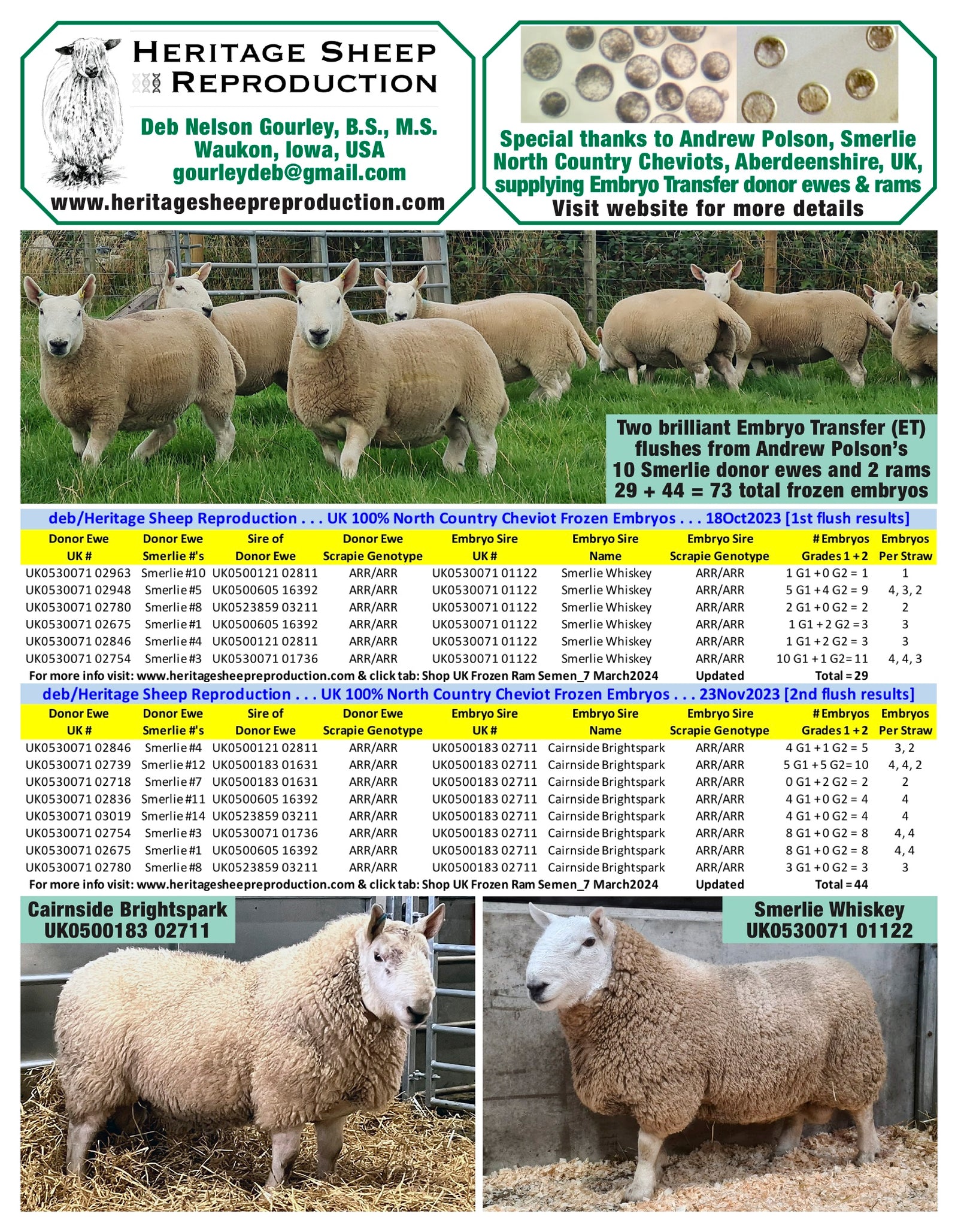North Country Cheviot [Park Type] 100% UK Embryos from Donor Ewes & Rams - finished collection in Scotland - Tank #8 - Embryo imported into USA