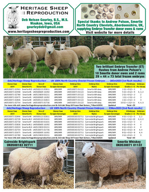 North Country Cheviot 100% UK Embryos from Donor Ewes & Rams - in UK/AI Centre for early 2024 import