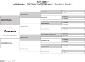 Dutch Spotted 100% UK Embryos from Donor Ewes & Rams - Tank #6 - 1/2 imported into USA & 1/2 in UK/AI Centre for early 2024 import - SOLD OUT