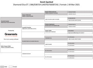 Dutch Spotted 100% UK Embryos from Donor Ewes & Rams - Tank #6 - 1/2 imported into USA & 1/2 in UK/AI Centre for early 2024 import - SOLD OUT