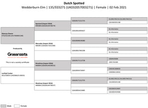 Dutch Spotted 100% UK Embryos from Donor Ewes & Rams - Tank #6 - 1/2 imported into USA & 1/2 in UK/AI Centre for early 2024 import - SOLD OUT