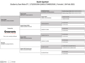 Dutch Spotted 100% UK Embryos from Donor Ewes & Rams - Tank #6 - 1/2 imported into USA & 1/2 in UK/AI Centre for early 2024 import - SOLD OUT