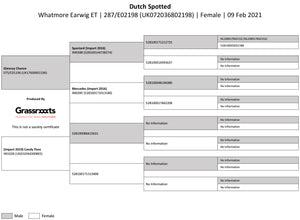 Dutch Spotted 100% UK Embryos from Donor Ewes & Rams - Tank #6 - 1/2 imported into USA & 1/2 in UK/AI Centre for early 2024 import - SOLD OUT