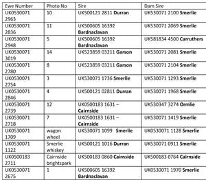 North Country Cheviot 100% UK Embryos from Donor Ewes & Rams - in UK/AI Centre for early 2024 import