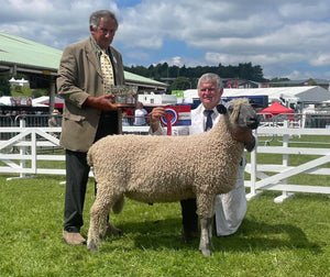 Wensleydale (white) 100% UK Embryos from Donor Ewes & Rams - in UK/AI Centre - SOLD OUT