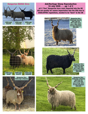 Racka 4 NEW rams - semen collected & ready for August 2026 importation