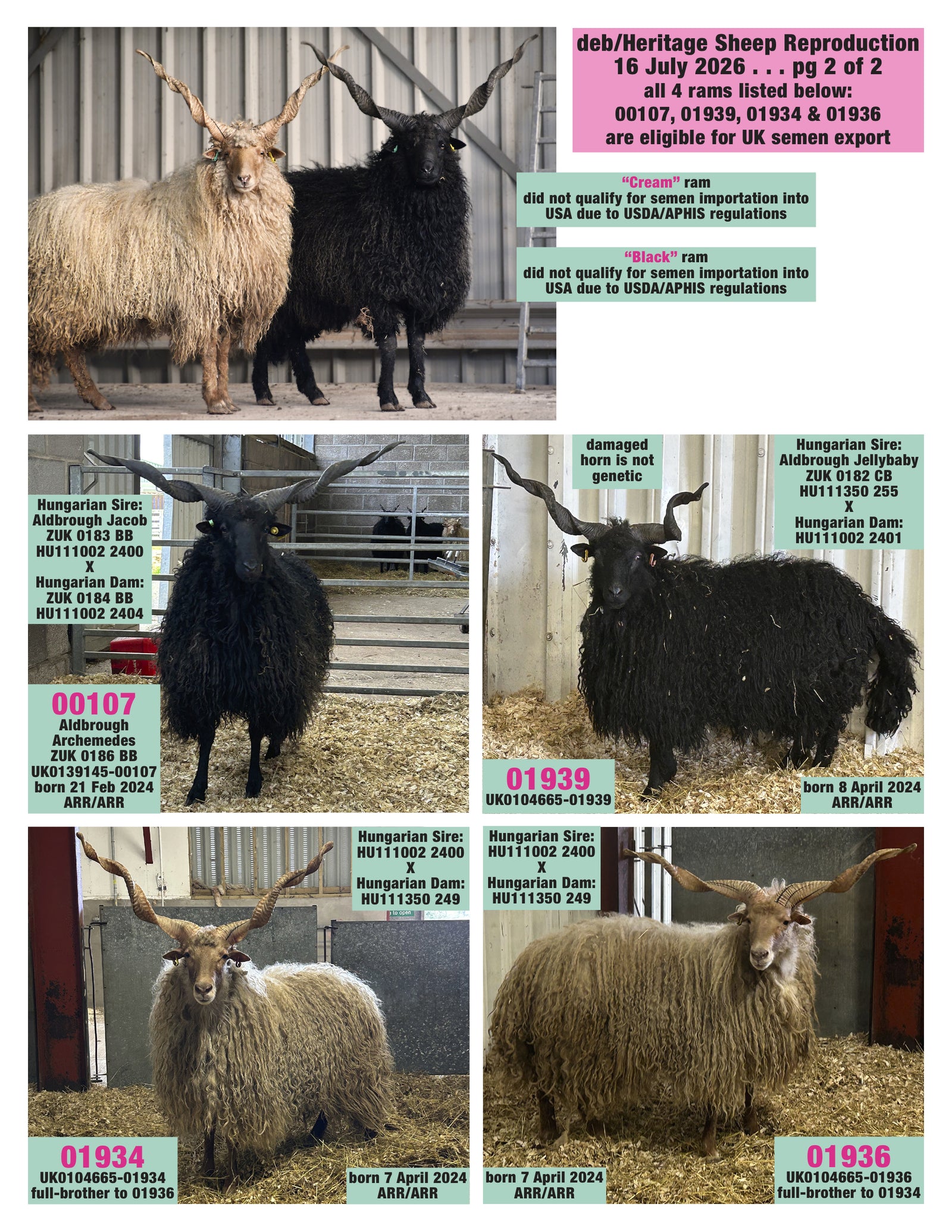Racka 4 NEW rams - semen collected & ready for August 2026 importation
