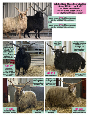 Racka 4 NEW rams - semen collected & ready for August 2026 importation