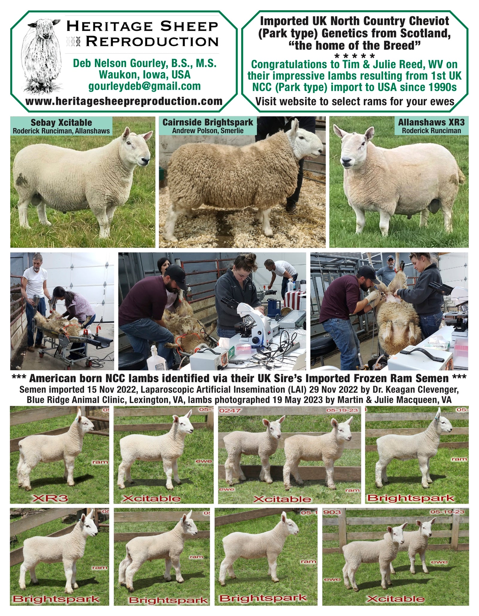 North Country Cheviot [Park Type] first lamb crop from newly imported UK Frozen Ram Semen since 1990s