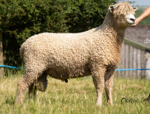 Cotswold "Roelcots Everest" (C16640) (UK334115-00255) - in UK/AI Centre for Fall 2023 import