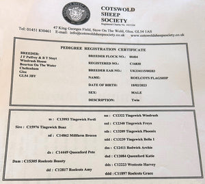 Cotswold "Roelcots Flagship" (C16830) (UK334115-00283) - in UK/AI Centre for early 2024 import