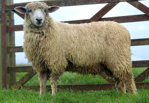 Cotswold "Roelcots Flagship" (C16830) (UK334115-00283) - in UK/AI Centre for early 2024 import