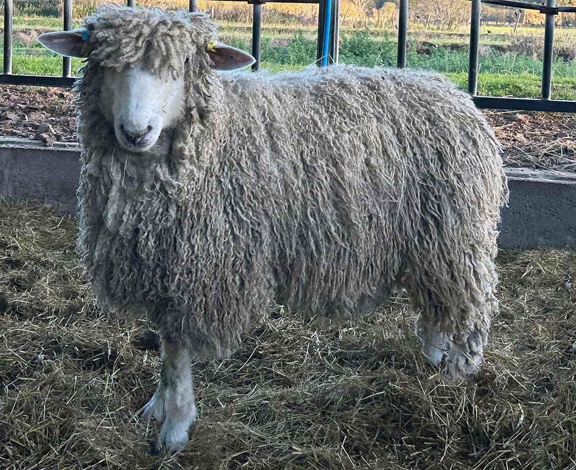 Cotswold "Roelcots Henry" C17407 (UK0334115-00316) - in UK/AI Centre semen collection for Spring 2026 importation